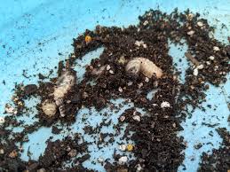For the species called goat miller , see cossus cossus. Anyone Know Much About Witchetty Grubs I Have A Question And I Can T Find The Answer Online Plantclinic
