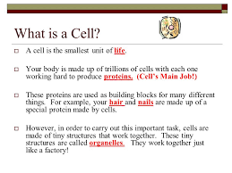 Check spelling or type a new query. Cell Organelles Analogies Color Coding Ppt Video Online Download