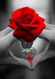 Buenas Noches Mis Queridos El Hombre De Las Rosas Rojas Facebook