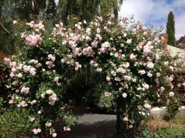 Its abundance of fragrant flowers has made it so enticing, in fact, that new dawn was voted the most popular rose in the world at the 11th world convention of rose societies! Climbing Rose New Dawn Picture Of Donalea Bed Breakfast Castle Forbes Bay Tripadvisor