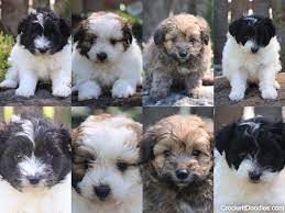 Pomapoo Pups For Sale Pomapoo Puppies For Sale Pup