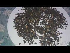 حبة راس العلاج السريع لمشاكل الشعر من تساقط وتقصف بحكم التجربة plates tableware