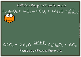 Cellular Respiration Formula Illustration Download Illustration 2020