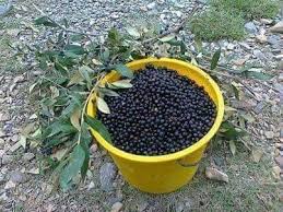 Image result for Maerua buxifolia