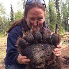 Tracks show five toes on both front and hind feet. Look At The Size Of This Grizzly Bear Paw Boing Boing