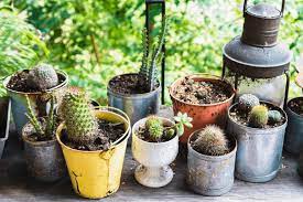 It also contains forest products, sand, and perlite to help prevent. The Best Potting Soil For The Christmas Cactus Gardening Dream