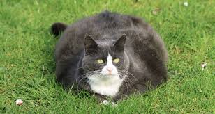 However, the pork you feed your cat must be untreated. What Everyone Should Know About Fat Cats Dr Basko Holistic Veterinarian