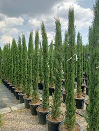 Image result for Cupressus sempervirens