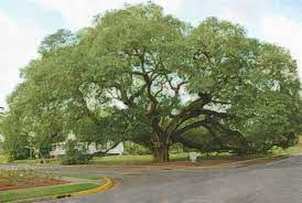 Use river birch as a shade or specimen tree, particularly in groupings. Trees Of Georgia Created By Anne Randle