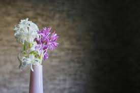Giacinto a grappolo è un nome appropriato per questo bulbo che presenta piccoli fiori a grappolo, caratterizzati da un colore blu violaceo. Ape Che Vola Intorno A Grappolo Di Fiori Viola Chiaro Foto Premium
