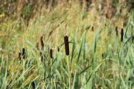 Image result for Typhaceae