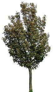 Tree 40 Png By Gd08 On Deviantart Tree Photoshop Garden Illustration Tree