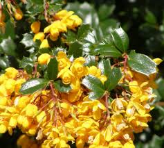 Image result for Berberis darwinii
