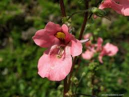 Image result for ostruhatka