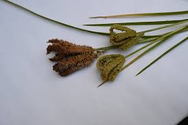 Image result for Eleusine coracana