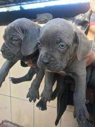 1 kedi 1 kopek sahiplendirme ilanlari cane corso kopek kediler ve yavrulari