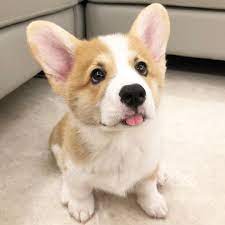 Cute Baby Animals Corgi Dog Cute Dogs