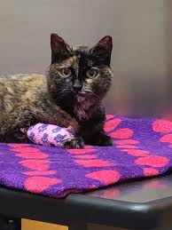 She started working for central valley animal hospital in 2006 and became a partner in 2009. Juniper Valley Animal Hospital 64 14 69th Pl Middle Village Ny 11379 Usa