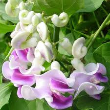 Image result for Vigna oblongifolia