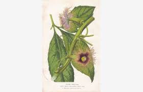 Image result for Telfairia pedata