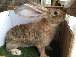 Find a continental giant on gumtree, the #1 site for rabbits for sale classifieds ads in the uk. Continental Giant Rabbit Care Sheet Here Bunny