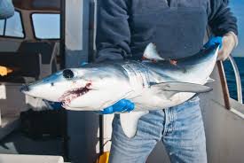 Remember that to practice any activity at sea like diving, windsurfing and fishing from a boat or underwater fishing should always be consulted with the official tide tables of the port of. The Best Spots For Fishing Near Galveston Tx