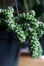 If you have a cat, which shows an interest in chewing your christmas cactus and displays any of the above symptoms we recommend you move the plant. Plants Safe For Dogs And Cats The Dog People By Rover Com Dog Safe Plants Sedum Houseplants Safe For Cats