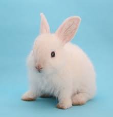 Ǐʎ –  | Ǐʎ | Animal Clinicǂ񂮂̐X  ...