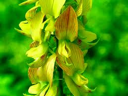 Image result for Crotalaria polysperma