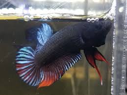 Betta Plakat Fighter Ipoh Best Malaysian Fighter Ikan Cupang