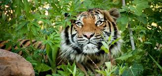 As we were driving, this tiger ran across the. Malayan Tigers Are Nearly Extinct A Biologist Warns