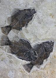 Fish Fossils Buried Suddenly And Encapsulated In Stone As Evidence Of This Catastrophe Fish Fossil Fossils Dinosaur Fossils