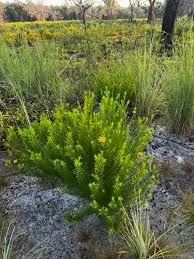 Image result for Andropogon canaliculatus