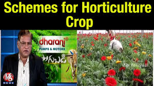 Incentive Schemes For Horticulture Crop Horticulture Commissioner Dr Venkatarami Reddy Sagubadi Youtube