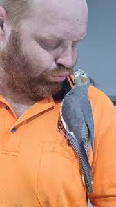 Lost cockatiel found in Yarra Junction