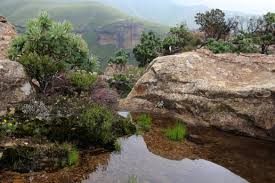 Image result for Sopubia conferta