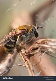 Image result for Lipotriche