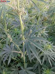 Ce parere aveti despre legalizarea marijuanei in romania? Marijuana Medicinala E Legala In Romania De Ce Nu Avem Pe Piata Niciun Medicament Pe Baza De Canabis Mobile