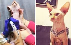 Grausam Model Lasst Katze Tatowieren