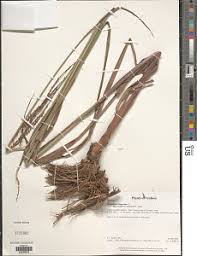 Image result for Isachne kiyalaensis