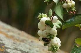 Companion plants for strawberries deter and distract pests, and host beneficial insects, but they don't compete with strawberries for light or nutrients. Snowberry Plant Info When And Where To Plant Snowberry Bushes