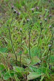 Image result for Elephantopus