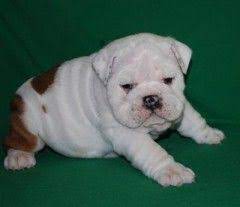 When do brittany puppies go on sale in oregon? Fantastic Champion English Bulldog Puppies Puppies And Dogs For Sale Pets Classified Ad Oregonlive Co English Bulldog Puppies English Bulldog Puppy Bulldog