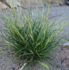 Image result for Aristida adscensionis