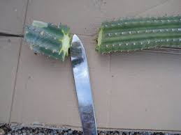 Potting cactus cuttings cactus soil cactus fertilizer. How To Trim Transplant Mexican Fence Post Cacti Fence Post Cactus Cactus Farm