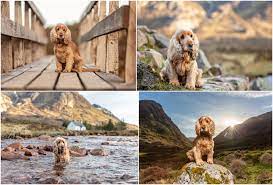 Online classes allow you to practice and work at your own pace, regardless of your schedule. Tips For Becoming A Pet Photographer