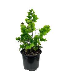 Image result for Adiantum comorense