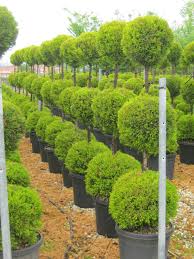 Image result for Cupressus macrocarpa