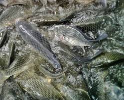1 Lengkap Ini Cara Budidaya Ikan Nila 2019 Ikan Ikan Mas Burung Pemangsa