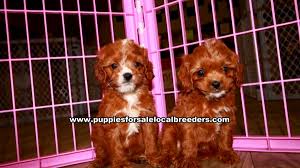 Are cavapoo puppies easy to train? Puppies For Sale Local Breeders Cavapoo Puppies For Sale Georgia At Lawrenceville Puppies For Sale Local Breeders